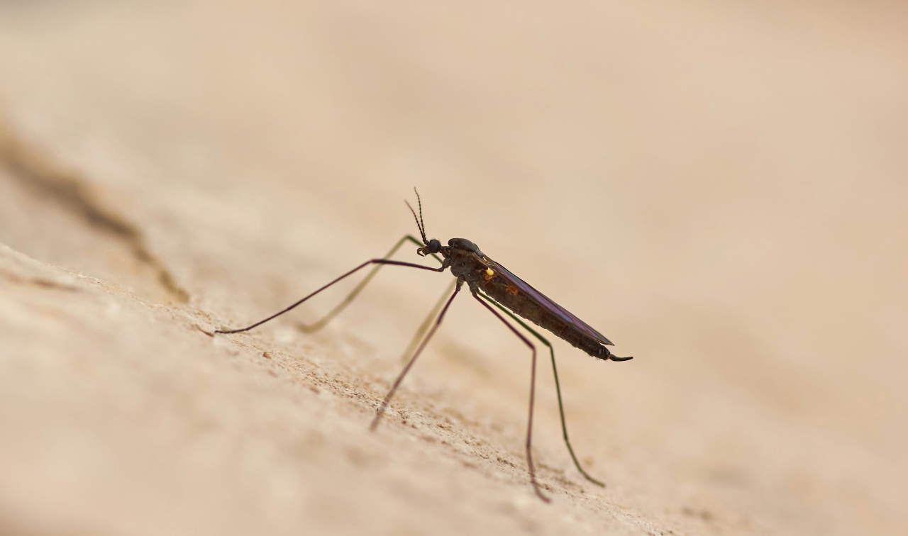 La lucha contra la malaria en África ha encontrado un aliado innovador: Zzapp Malaria, una empresa que utiliza inteligencia artificial.