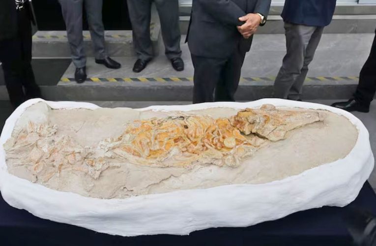 Misterioso Fósil de Delfín Antiguo Descubierto en el Desierto de Ocucaje, Perú