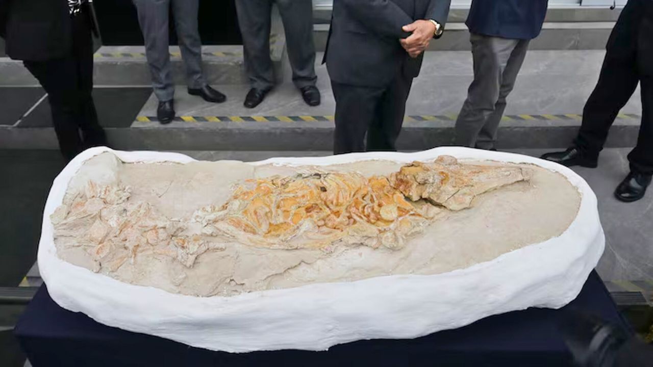 En un descubrimiento que ha sorprendido a la comunidad científica, un fósil de delfín antiguo ha sido desenterrado en el Desierto de Ocucaje, en Perú.