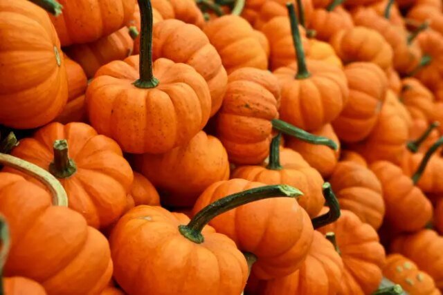 5-festivales-de-calabaza-que-no-te-puedes-perder-en.jpg