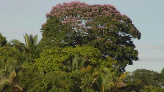El-bosque-que-sonrie-un-rostro-de-90-metros-que.jpg