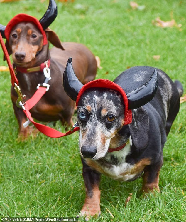 La-caminata-anual-de-Halloween-para-los-duenos-de-perros.jpg