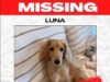 La dueña de un perro devastado contrata a un investigator DE MASCOTAS después de que su pequeña perro salchicha Luna desapareciera: ‘Ella es mi hija’