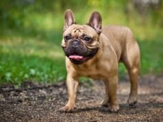 Estas son las razas de perros que los veterinarios aconsejan no tener, pero que mucha gente posee