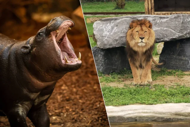 dwergnijlpaard-dabou-is-de-nieuwe-aanwinst-van-zoo-antwerpen-leeuw-nestor-beet-in-maart-2024-een-lee.webp