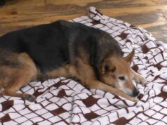 El dinero de la colecta para Donio ayudó a los perros viejos. Pagaron el tratamiento de Komůrk, Elfíček y Čikutka